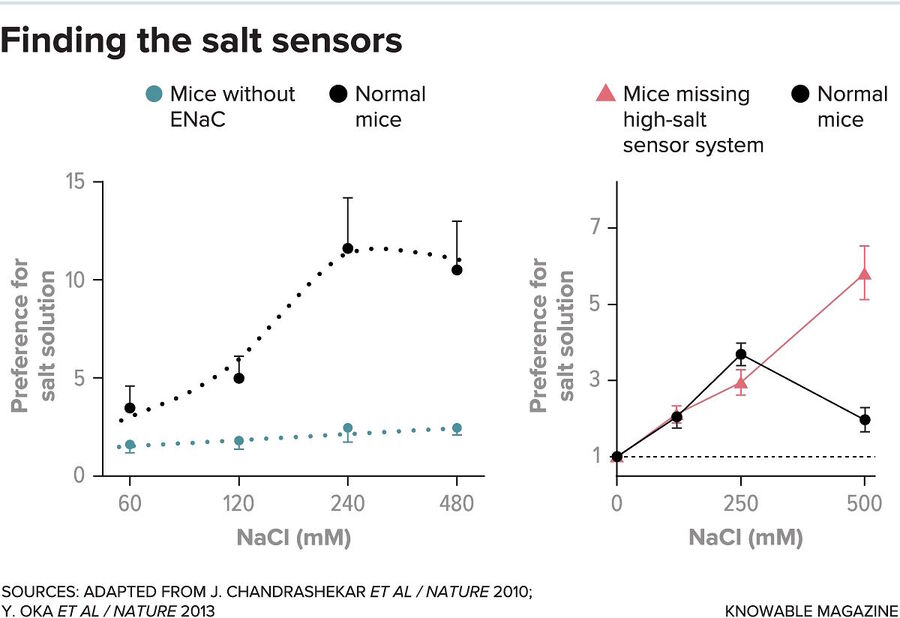Salt taste buds sensors mice
