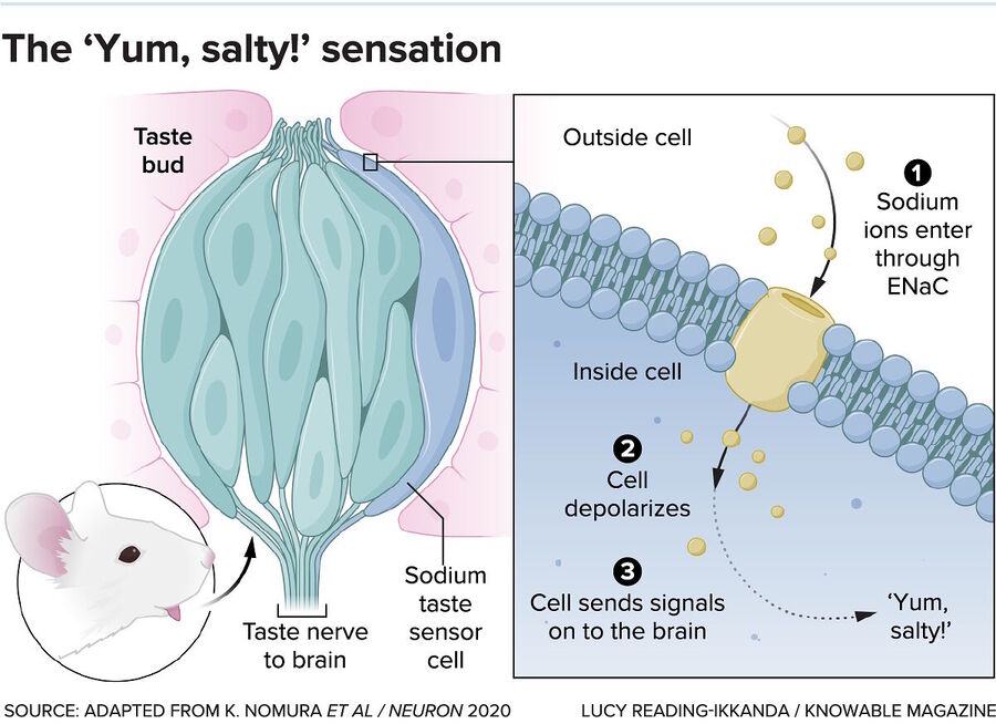 taste bud salt receptor