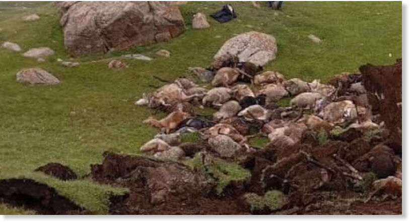 Lightning reportedly struck to death a flock of 60 sheep in Ton district of Issyk-Kul region