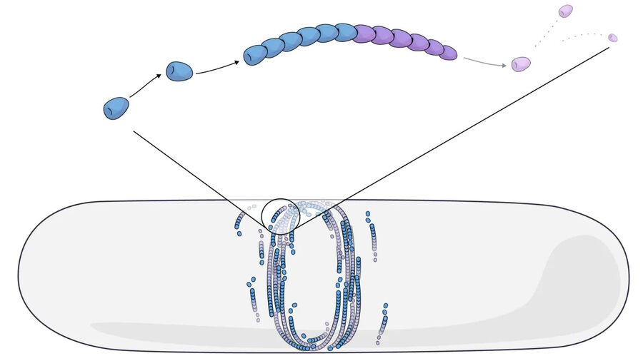 cell division divider chains metosis