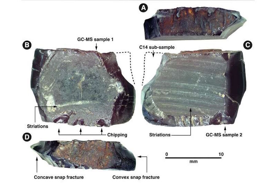 Click to enlarge tree resin human migration pacific evidence