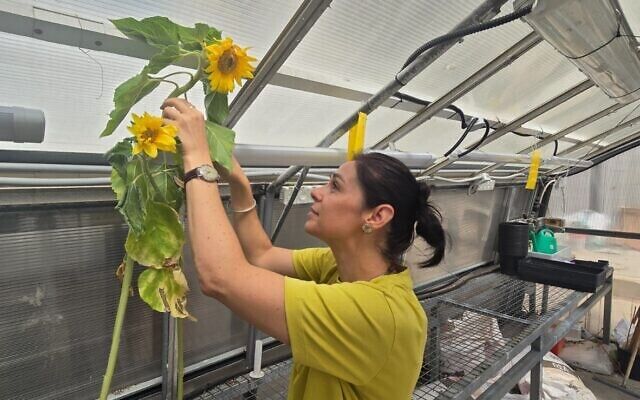 Click to enlarge sunflowers
