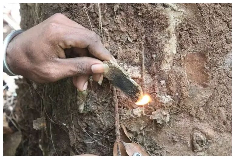 Click to enlarge Tree Resin