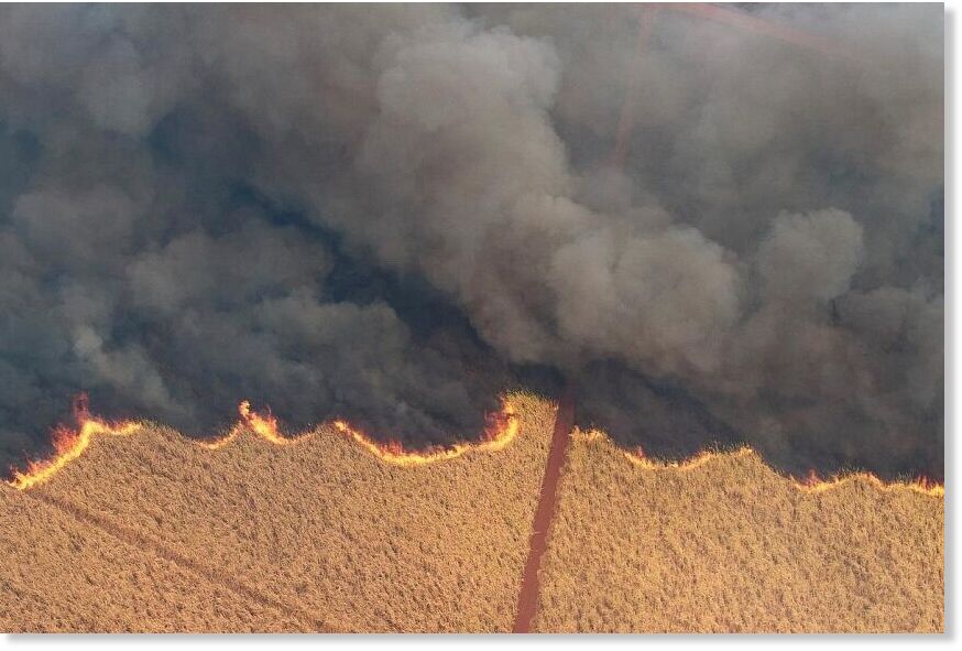 Click to enlarge A drone view shows a fire in a sugar cane plantation near Dumon city, Brazil, August 24, 2024
