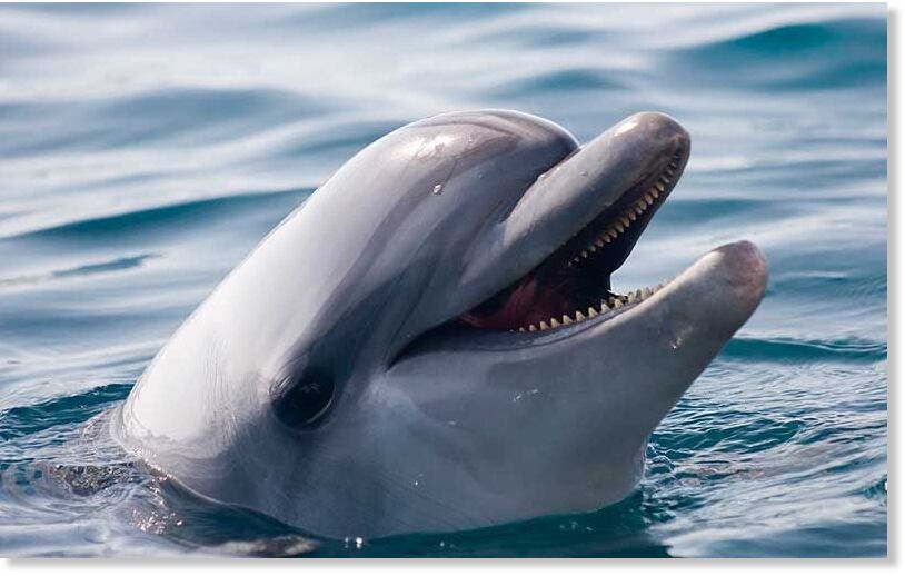 Indo-Pacific bottlenose dolphin