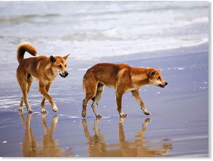 Rangers have been called to 16 dingo attacks at K'gari in 2024, including nine involving children.