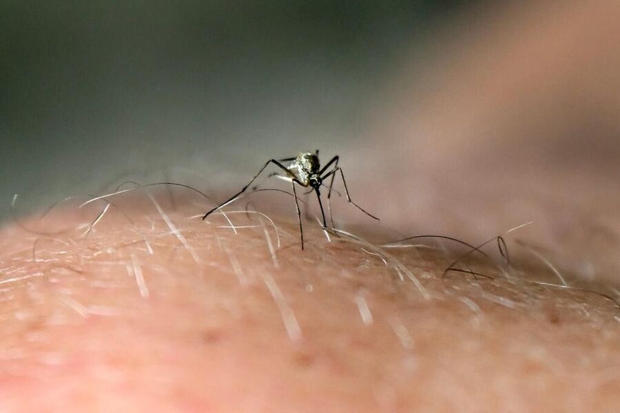 Click to enlarge mosquitoes, mosquito