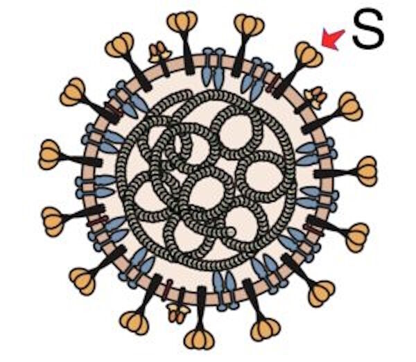 Click to enlarge furin cleavage site covid 19