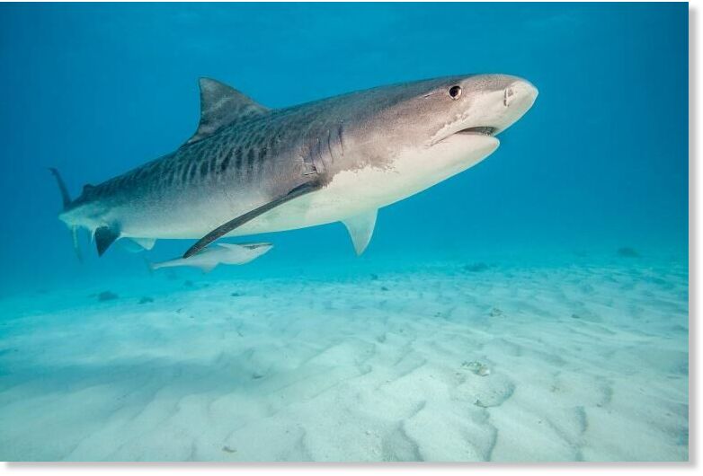 Click to enlarge Low angle underwater view of a Tiger shark