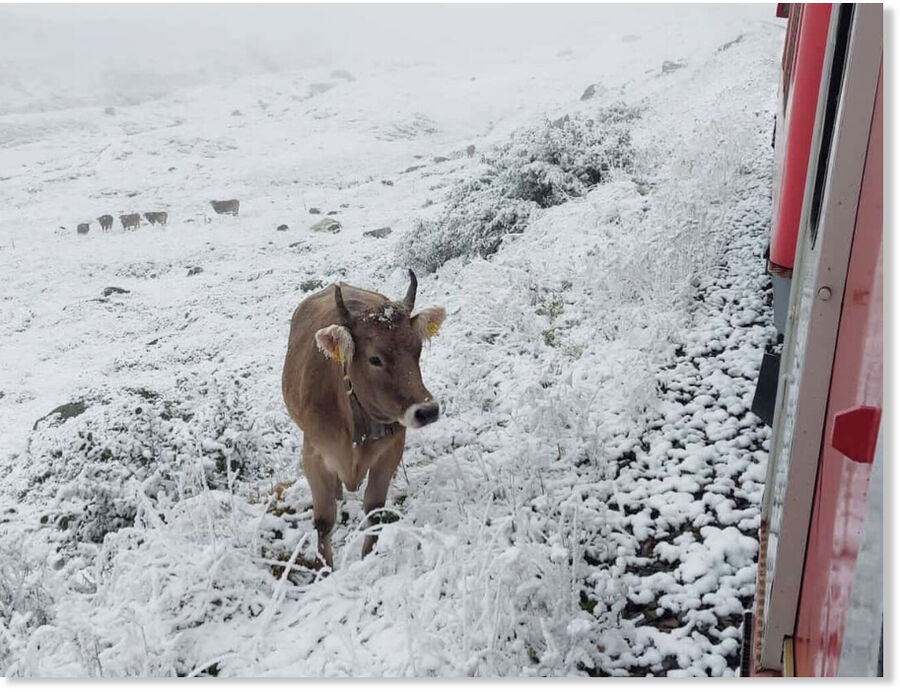 Click to enlarge Not all cows have been taken down from the Alpine pastures yet.