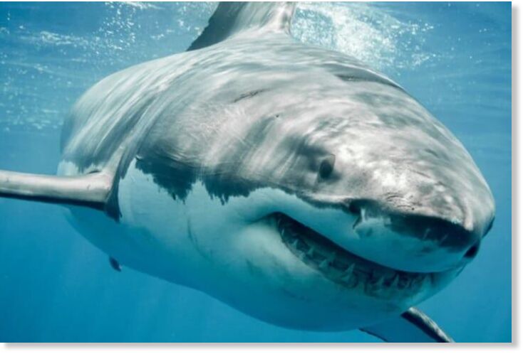 Click to enlarge A woman from Germany was attacked by a shark while sailing. (Symbolic image)