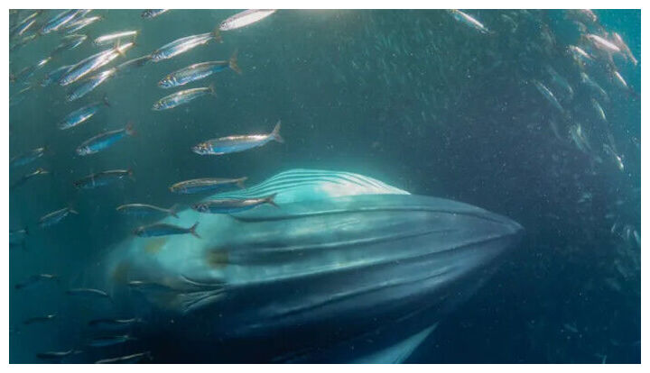 Bryde's whales