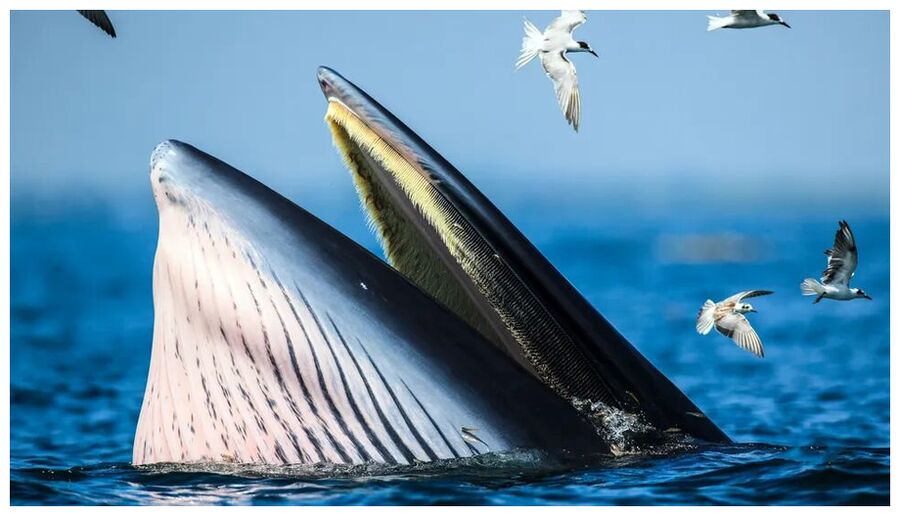 Click to enlarge Bryde's whales