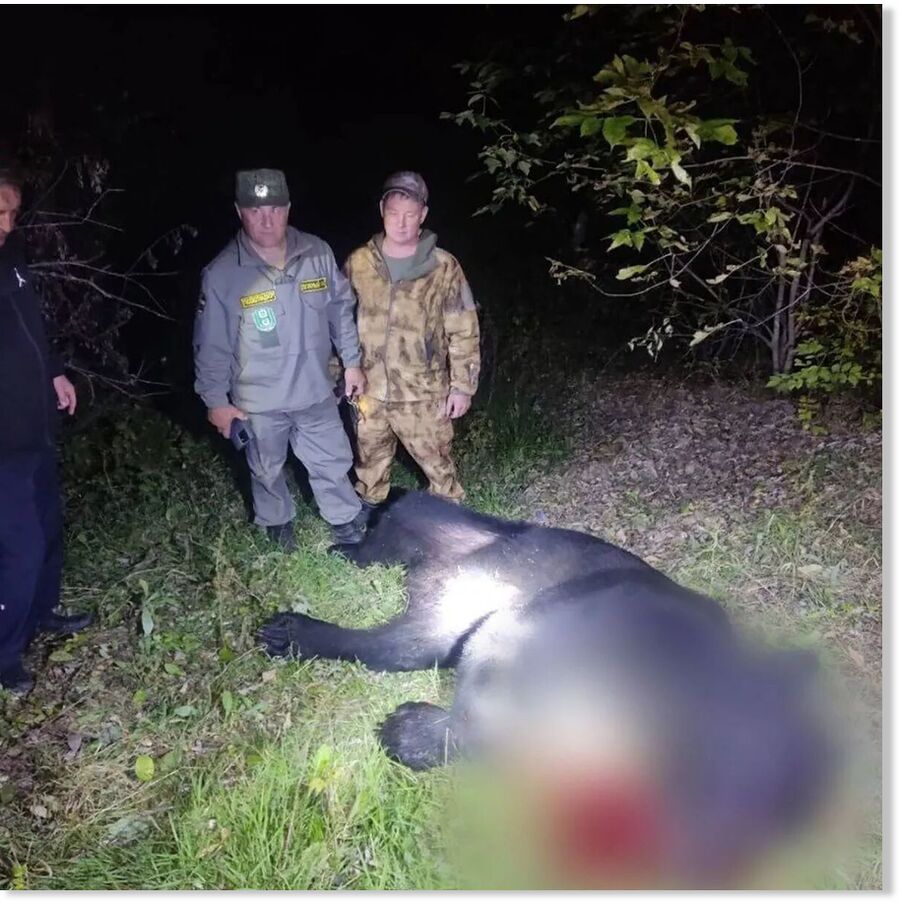 Click to enlarge The bear was shot after police declared a curfew (