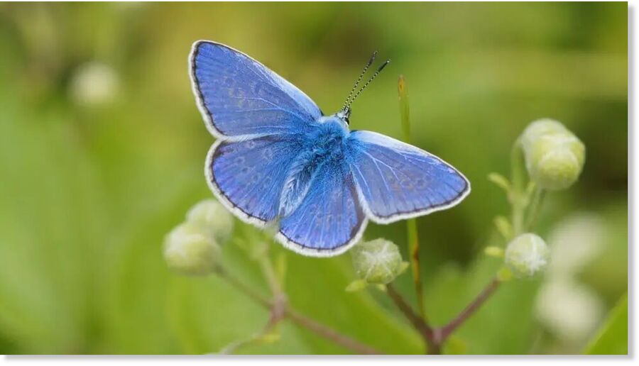 Click to enlarge The common blue butterfly has had one of the worst summers on record for the count