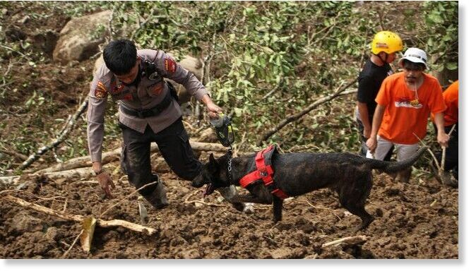 Click to enlarge A mining location in Solok, West Sumatra, reportedly experienced a landslide that buried dozens of people.