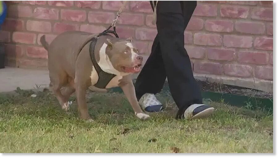 Click to enlarge A toddler died after being attacked by pit bulls early Monday morning.