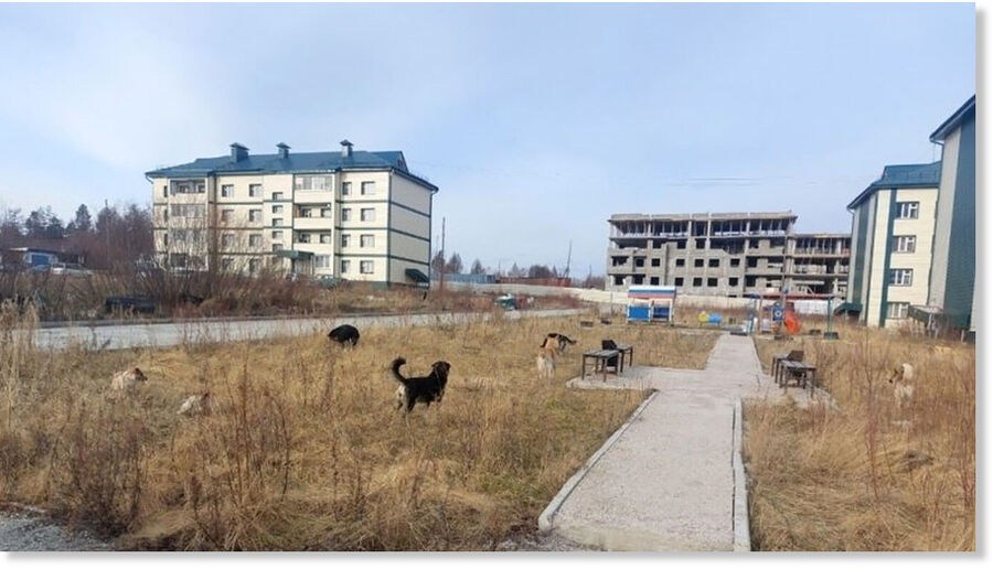 Click to enlarge Dogs in the village of Chulman in the Sakha Republic.