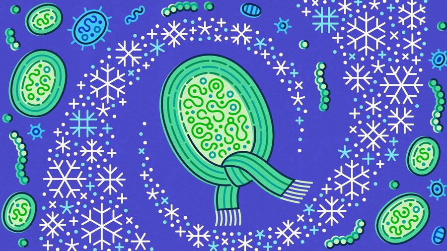 cyno bacteria sense change temperature