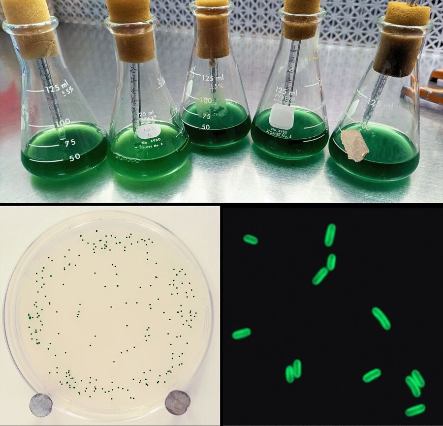 cyanobacteria circadian rhythm