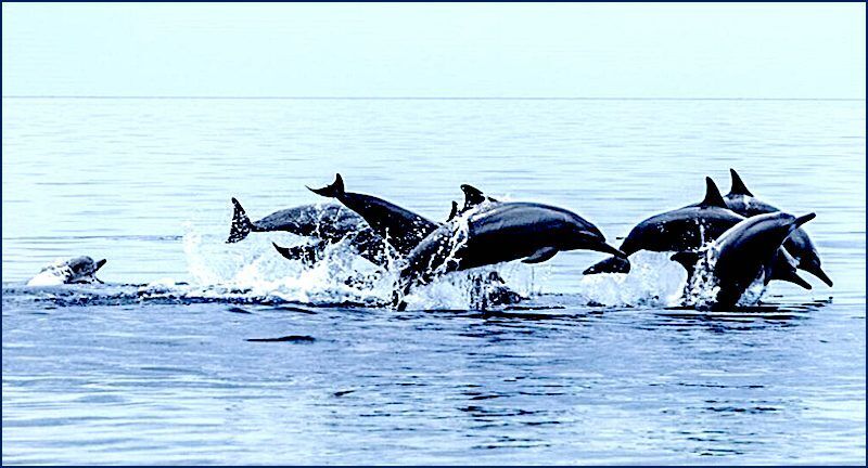 dolphins