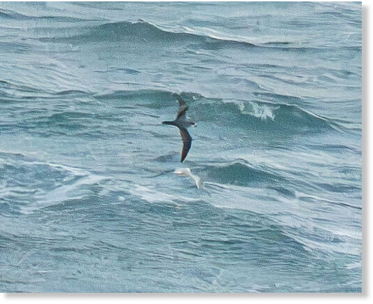 Barau's Petrel reeds only on Réunion in the Indian Ocean