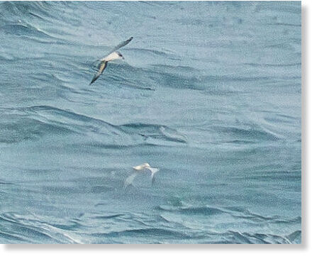 Barau's Petrel, Lège-Cap-Ferret, Gironde, 10 October 2024