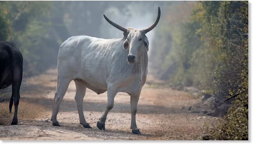 Representative image showing a bull.