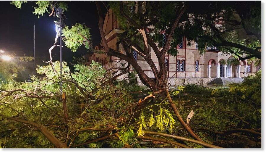 Fallen trees in Paphos