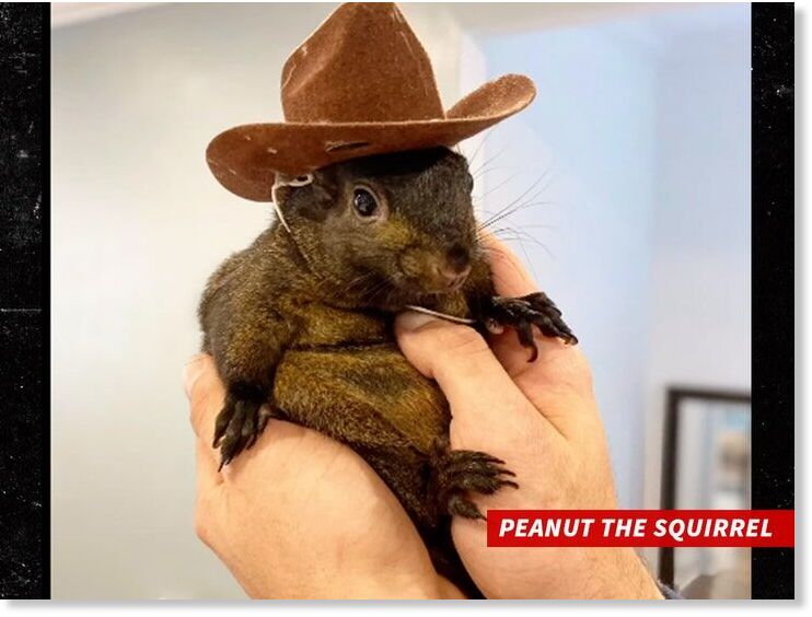 peanut the squirrel