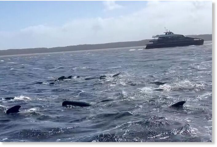 A cruise vessel, as well as fish farm and Parks and Wildlife Service ships helped to direct the whales out of the harbour.