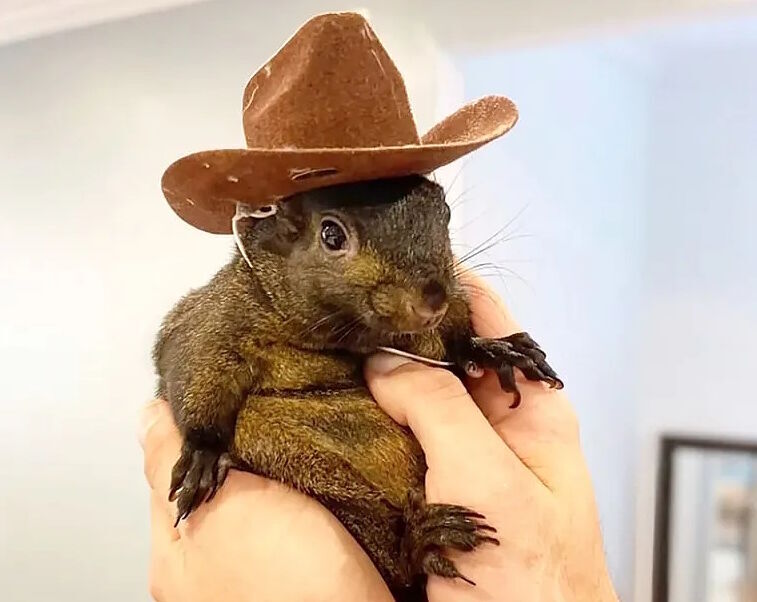 peanut squirrel