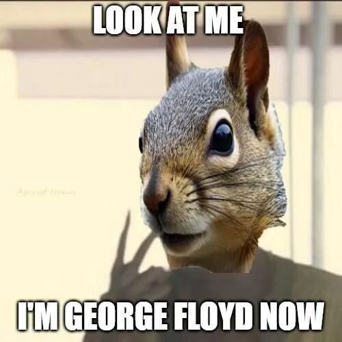 peanut george floyd squirrel
