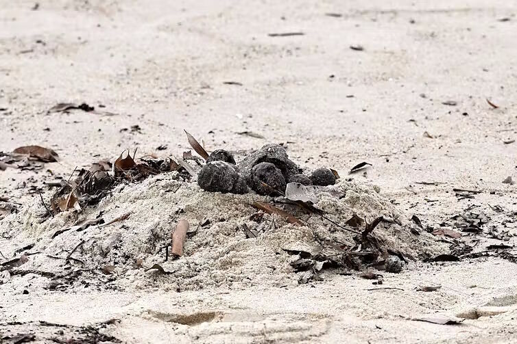 Click to enlarge mystery black balls sydney beach australia