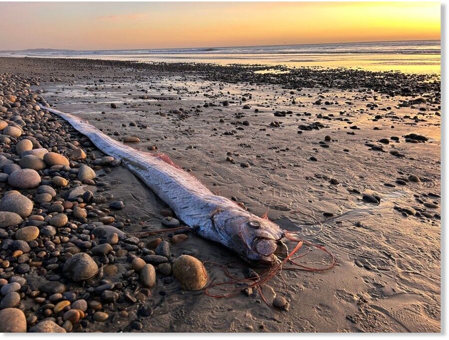 Click to enlarge A dead deep=sea oarfish is shown washed up on Grandview Beach in Encinitas on Nov. 7, 2024.
