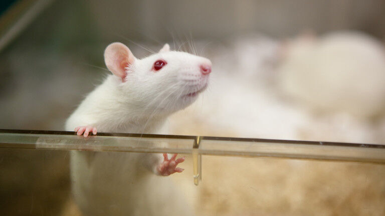 Click to enlarge mouse rat