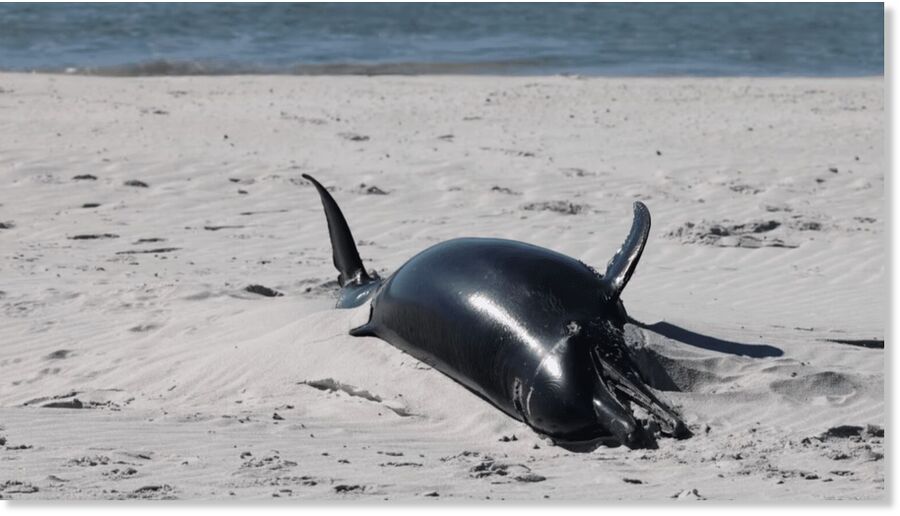 Click to enlarge Four Pantropical Spotted Tropical Dolphins, a species rarely seen in the Mississippi Sound, were found beached on Petit Bois Island Saturday.