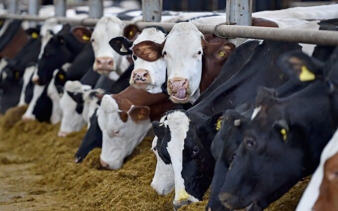 Click to enlarge dairy cows bovaer net zero methane feed additive