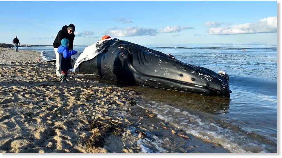 Paul Waclawski and his son, Jack Waclawski, 3-and-a-half-years old, of Brewster, get a closer look at the dead humpback whale Sunday morning. A dead humpback whale