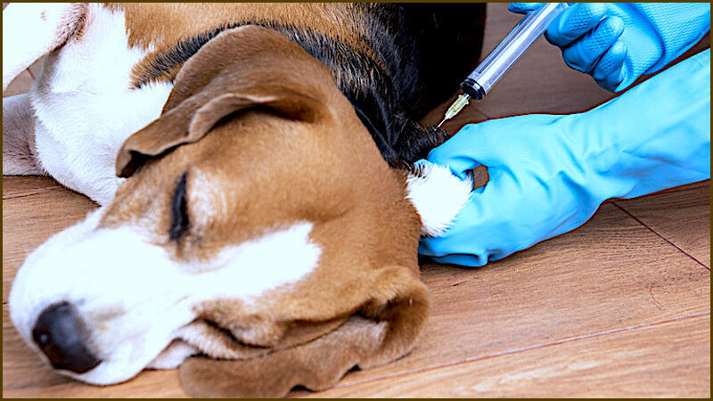 Click to enlarge dog needle