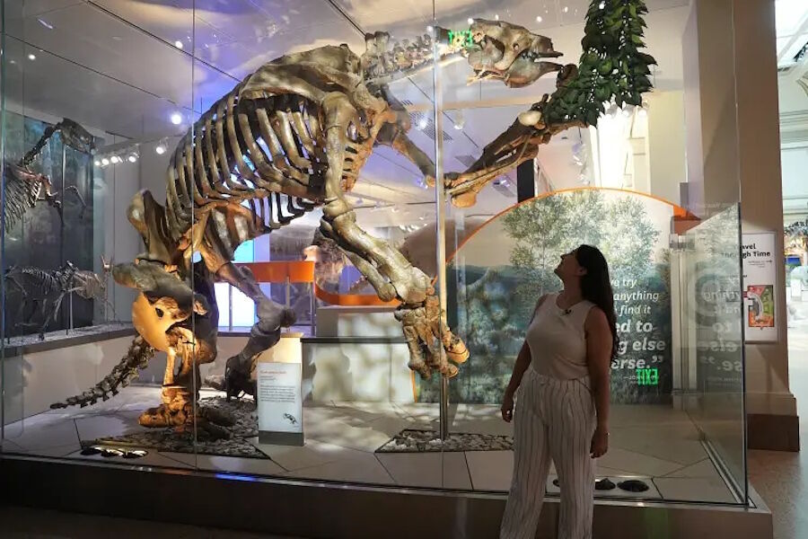 Click to enlarge ancient sloth skeleton Smithsonian