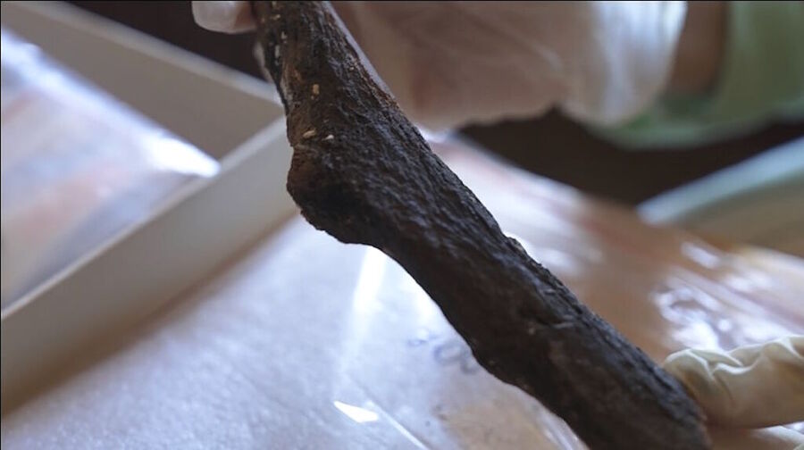 Click to enlarge burned giant sloth bone