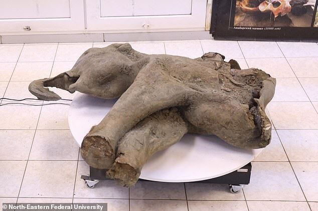 bet preserved mammoth baby