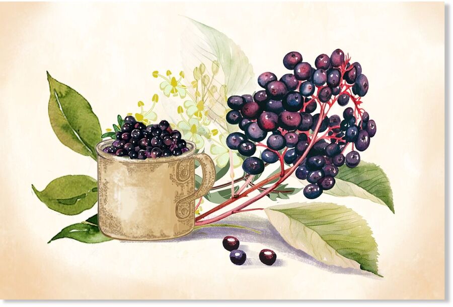 Elderberry has been used in traditional medicine for centuries.