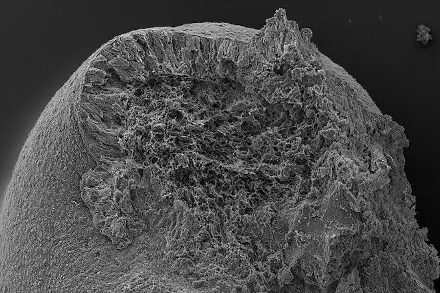 trunk organoids spine grow notochord