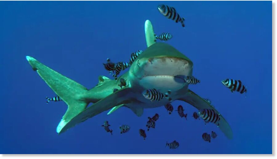 File photo of a shark in the waters of the coast of Marsa Alam in Egypt