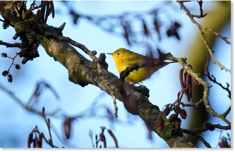 A yellow warbler from North America, an extremely rare visitor to Britain, is attracting birdwatchers from around the country to Ken