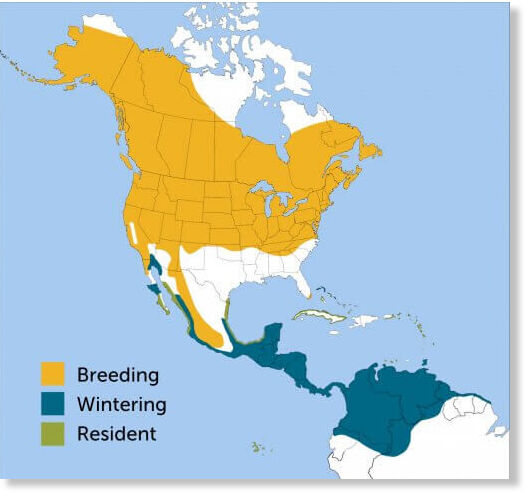 Click to enlarge Yellow Warbler range map by ABC