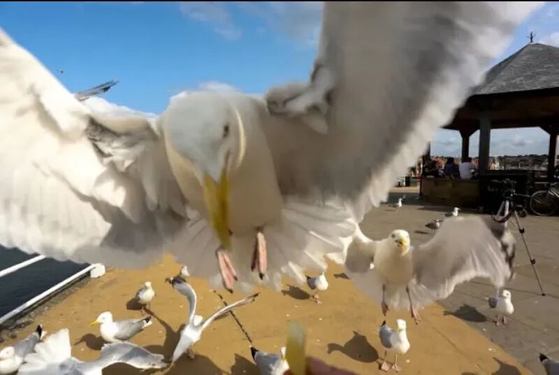 bird attacking camera h1b visas h-1b