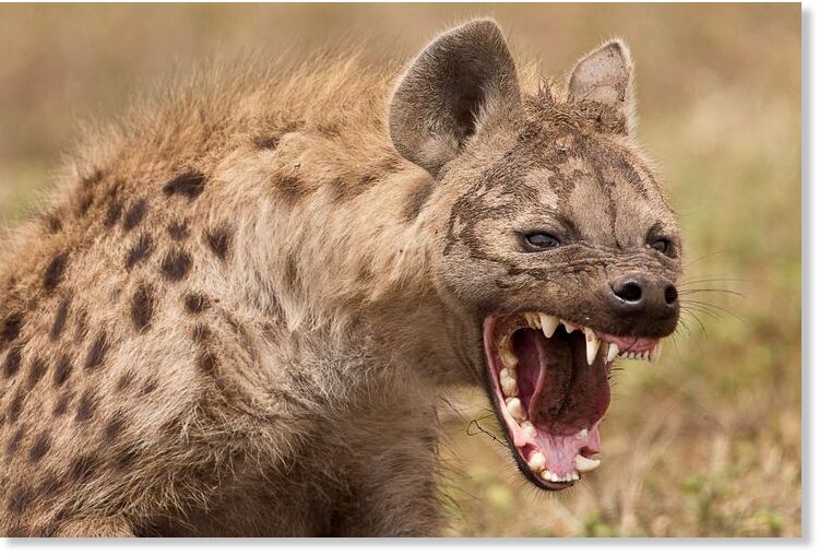 a spotted hyena